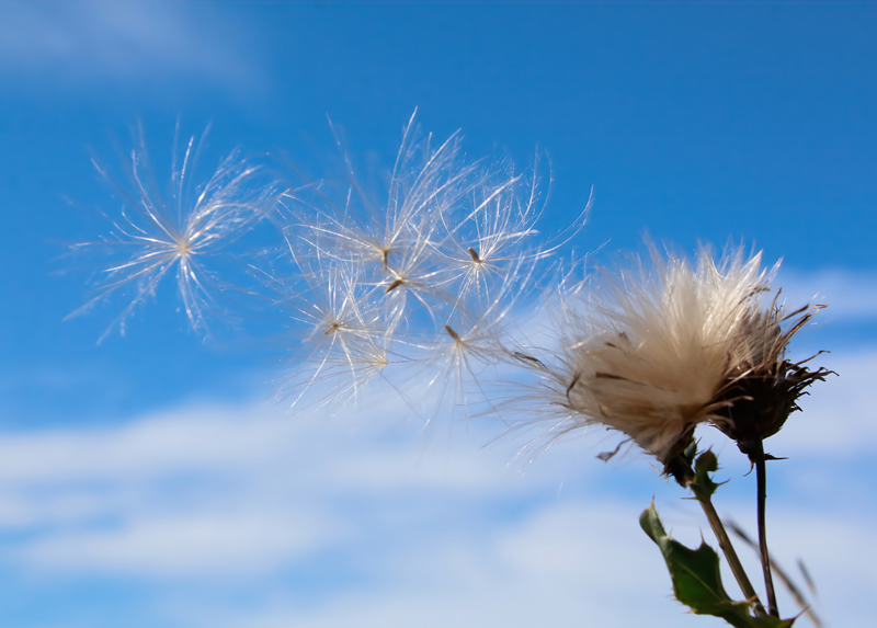 Fly Away by Liz Hextall